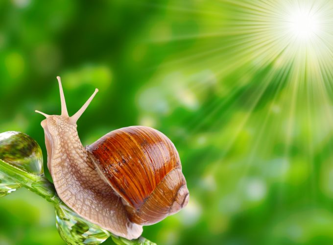 Wallpaper snail, nature, sunshine, Animals 675819331